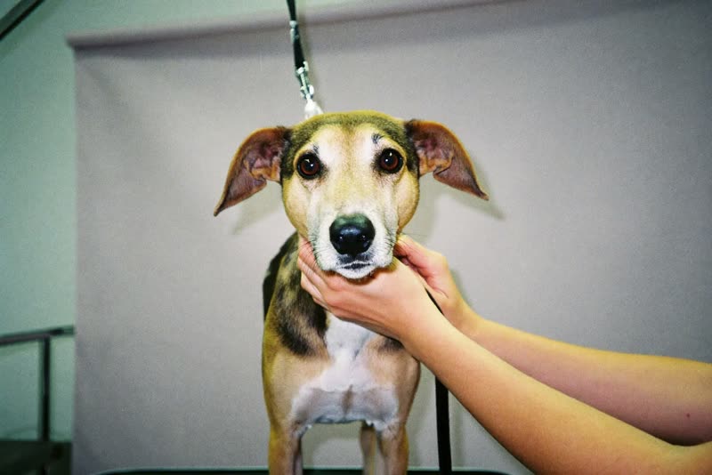 A dog standing calmly on a grooming table, steadied by hands