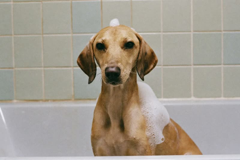 A wet dog sitting in a shallow grooming bath