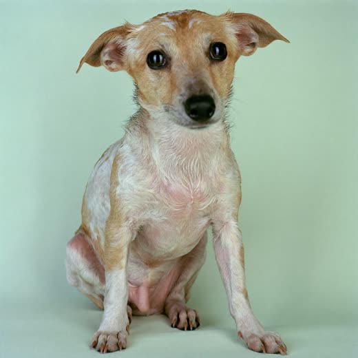 A small terrier freshly bathed and sitting calmly
