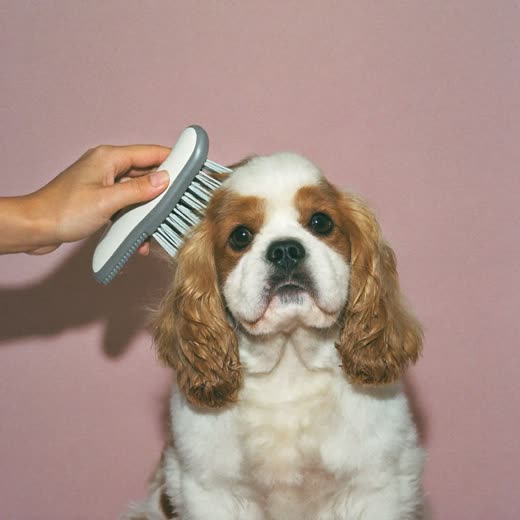 A spaniel being brushed out by hand