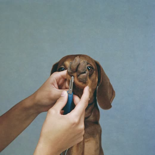 A dog's paw held for a nail trim