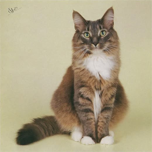 A long-haired cat with a neatly groomed coat