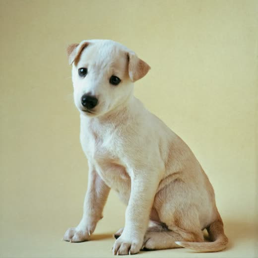 A young puppy sitting on a soft pastel backdrop